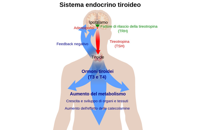disfunzioni tiroidee