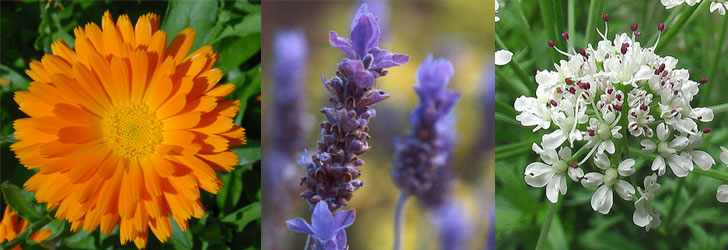 fiori commestibili, minerali ed antiossidanti
