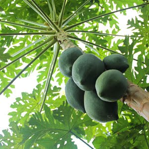 albero papaya