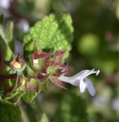 fiore della melissa