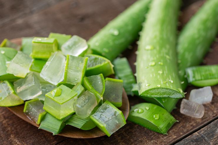 aloe vera tagliata