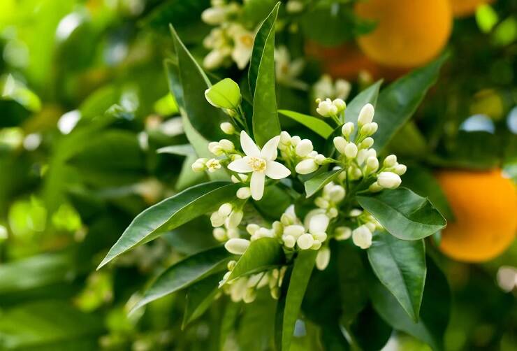 neroli 