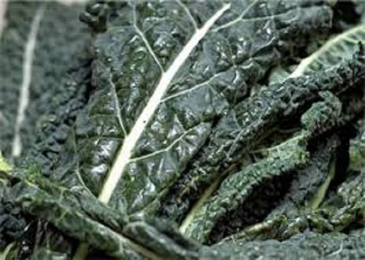 cavolo nero