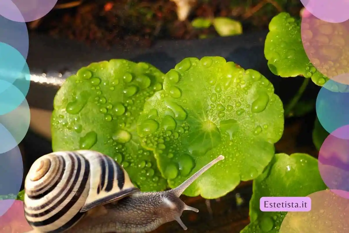 bava di lumaca e centella asiatica